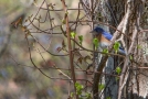 Blue Bird Allens Pond